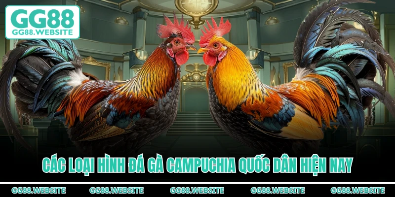 Các loại hình đá gà campuchia quốc dân hiện nay