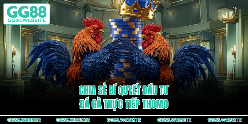 Chia sẻ bí quyết đầu tư đá gà trực tiếp Thomo
