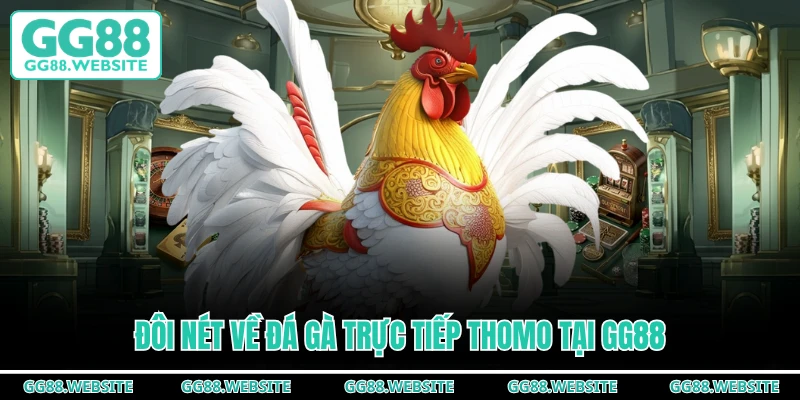 Đôi nét về đá gà trực tiếp Thomo tại GG88
