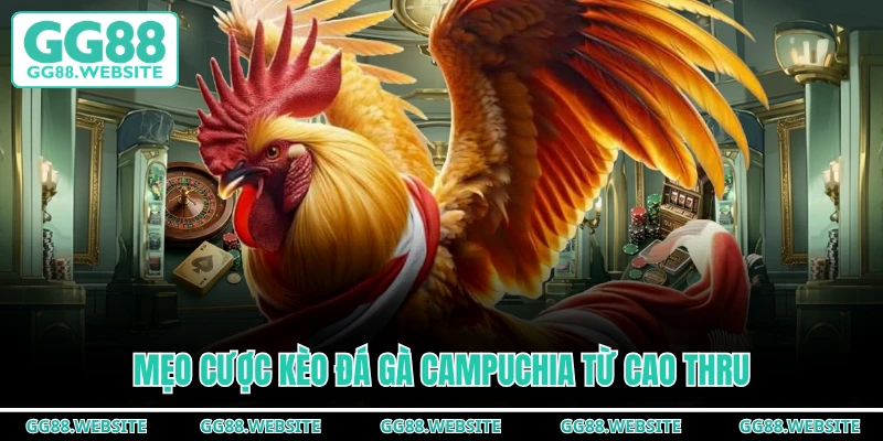 Mẹo cược kèo đá gà campuchia từ cao thru