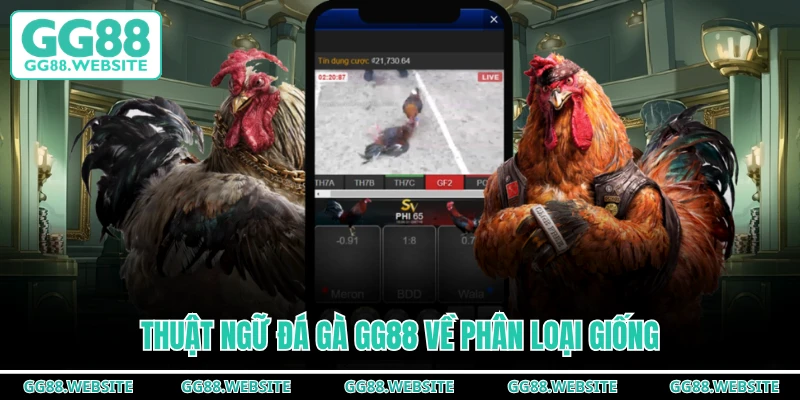 Thuật ngữ đá gà GG88 về phân loại giống
