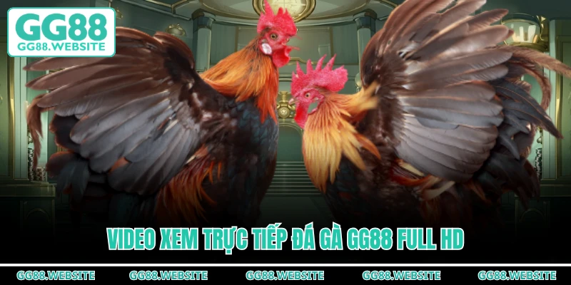 Video xem trực tiếp đá gà GG88 full HD